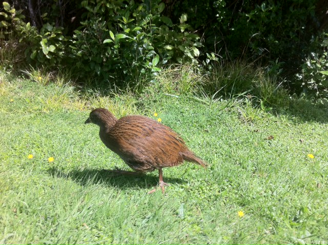 20 March 2011 à 12h30 - Le wéka est un oiseau protégé en NZ, comme le kiwi il ne vole pas mais il adore picorer tout ce qui traîne!
